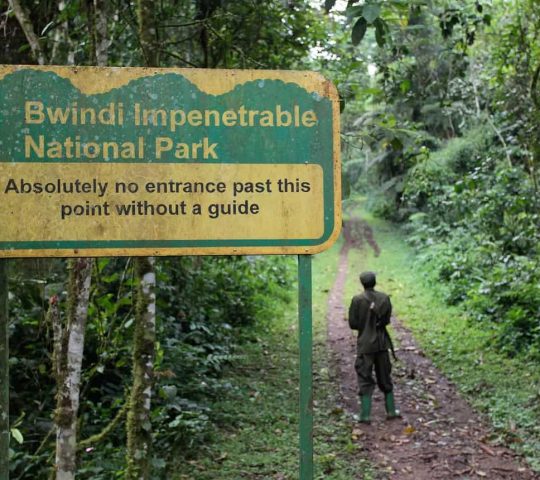 Bwindi Impenetrable National Park
