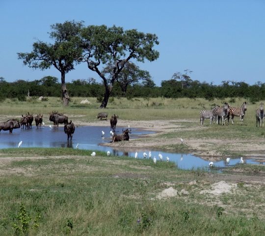 Chobe National Park