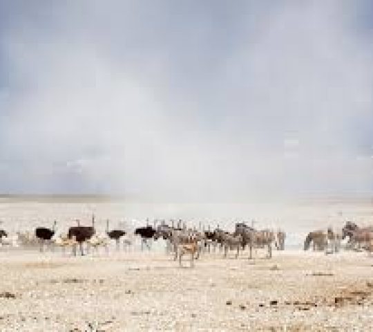 Etosha National Park