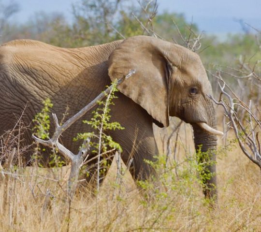 Hlane Royal National Park