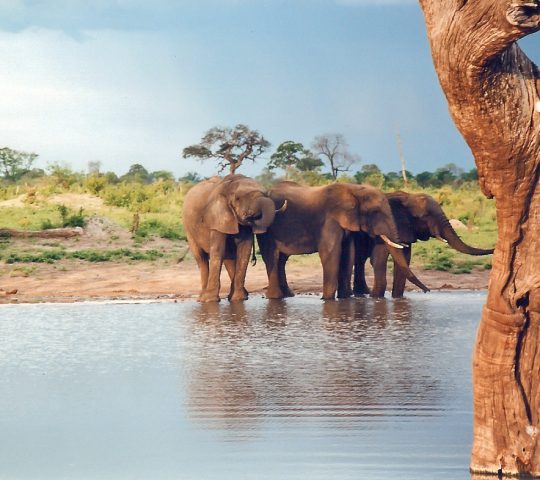 Hwange National Park