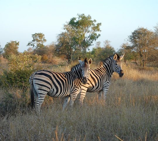 Kruger National Park