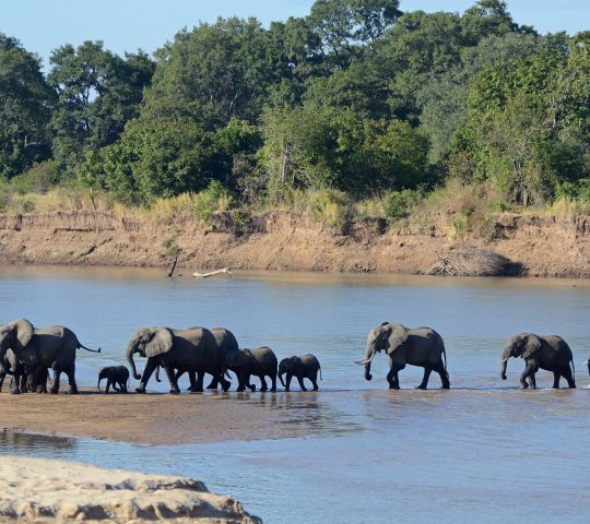 South Luangwa National Park